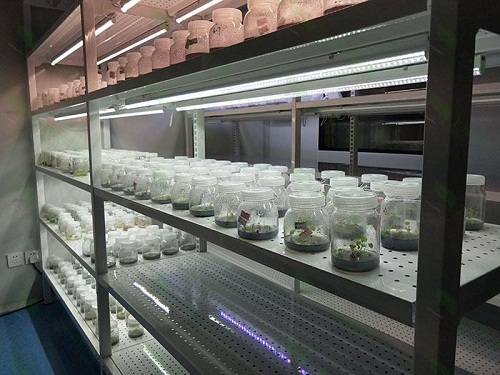 澄江植物组织培养实验室设计建设方案